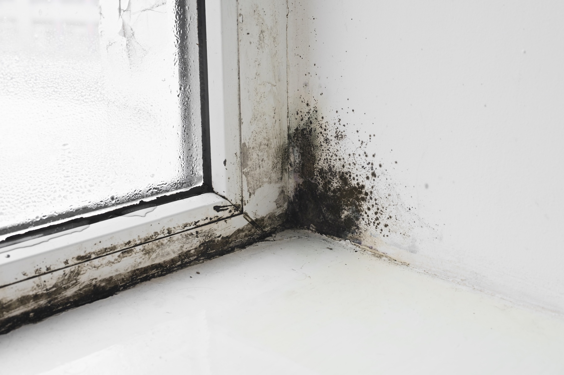 Black mold growth around a commercial window in Chicago
